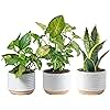 Costa Farms Live Plants (3 Pack), Easy to Grow Real Indoor Houseplants, Air Purifying Plants, Grower's Choice in Home Décor Indoors Plant Pots, New House Gift or Room Décor