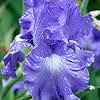 Victoria Falls Reblooming Bearded Iris Flower Bulb - Attracts Butterflies and Hummingbirds - Deer Resistant - Good as Cut Flowers - Naturalizing - Perennializing - Easy to Grow Live Plants