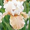 Champagne Elegance Reblooming Iris Flower Bulb - Deer Resistant - Good as Cut Flowers - Naturalizing - Perennializing - Easy to Grow Live Plants - Outdoor Garden