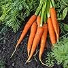 Imperator 58 Carrot Seeds for Planting, Over 1,000 Seeds for Growing Indoors or Outdoors – Non-GMO, Heirloom – Woods Creek Seeds