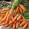 Scarlet Nantes Carrot Seeds for Planting, Over 2,800 Seeds for Growing Indoors or Outdoors – Non-GMO, Heirloom – Woods Creek Seeds