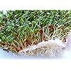 Alfalfa Sprout Seed, Sprouts, Heirloom, 100 Seeds, Micro Greens