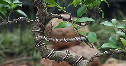 Products from Grow A Bonsai Tree in use