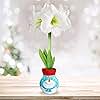 Garden State Bulb Snowman Sweater Amaryllis Flower Bulb, White Christmas, 28/30cm, Perfect Holiday Gift!