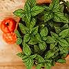 Genovese Basil - 250 Seeds - Heirloom & Open-Pollinated Variety, non-GMO Culinary Herb Seeds for Planting, Grow Kitchen Herbs Indoors/Outdoors in Containers/aerogarden/Home Garden, Thresh Seed Company