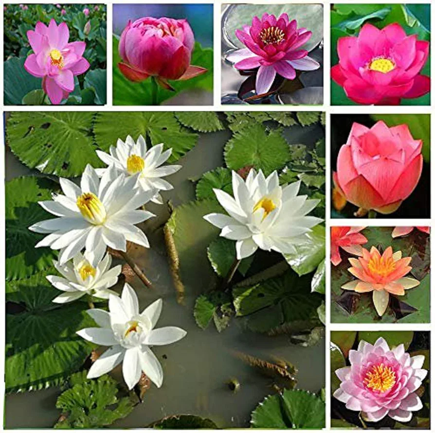 CHUXAY GARDEN Nymphaeaceae Flower Seed 30 Seeds Water Lilies Rare Aquatic Plants Wonderful Choice for Pond Beautiful Potted Plants