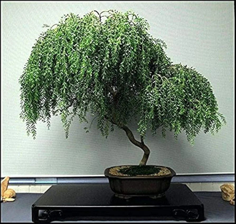 Bonsai Dwarf Weeping Willow Tree - Thick Trunk Cutting - Indoor/Outdoor Live Bonsai Tree - Old Mature Look Fast - Ships from Iowa, USA