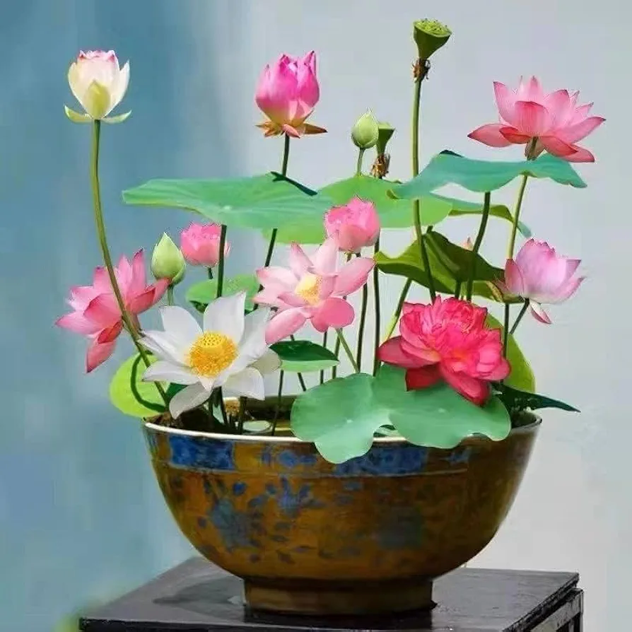 12Pcs Mixed Color Open Mouth Bowl Lotus Seeds - Stunning Water Plants for Indoor and Outdoor Bowls, Ponds, and Gardens