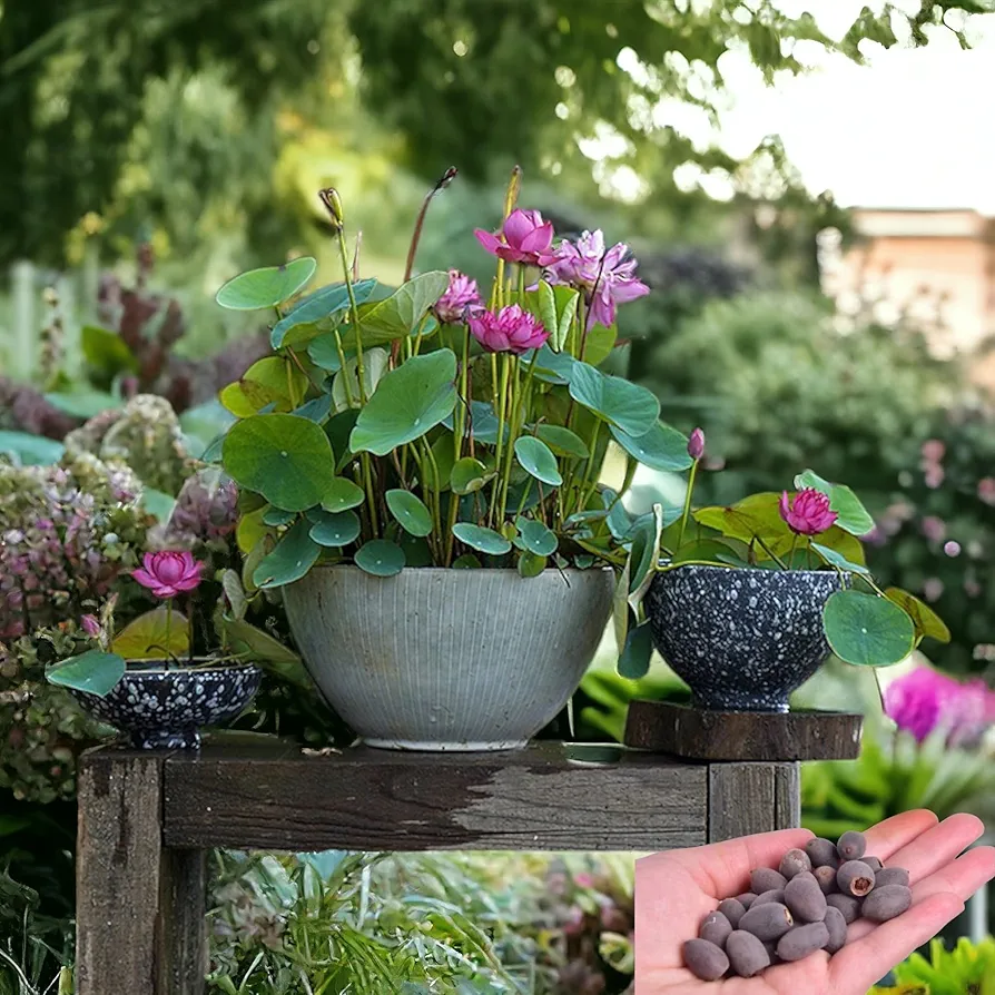 15pcs Mixed Pink, Red & Green Color Bowl Lotus Seeds for Planting Beautiful Water Plants for Indoor Bonsai, Outdoor Ponds (Lotus Seeds (for Germination))