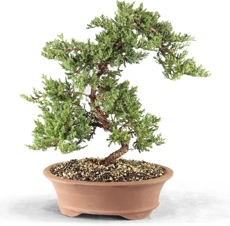 Brussel's Bonsai DT0110GMJ Green Outdoor Bonsai Tree, Mound Juniper, XL