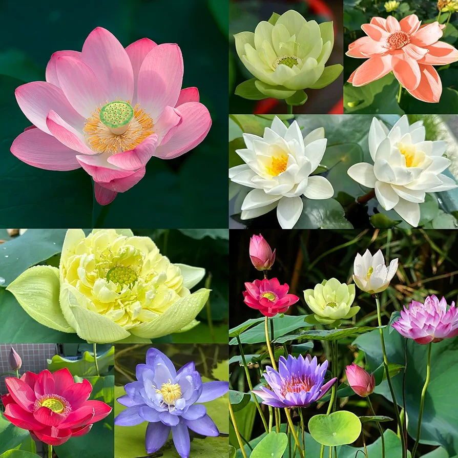 160pcs Bowl Lotus Seeds Mixed Lotus Seeds for Planting Water Features Bonsai Lotus Flower Seeds Indoor Outdoor Garden Pond Grow Easily Low Maintenance