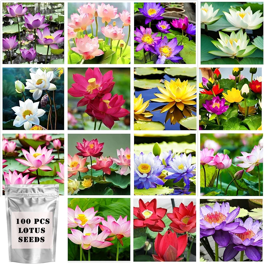 100 Pcs Mixed Bonsai Lotus Seeds Miniature Water Lily & Lotus Seeds - Vibrant Blooms for Ponds & Gardens-Big Pack Set