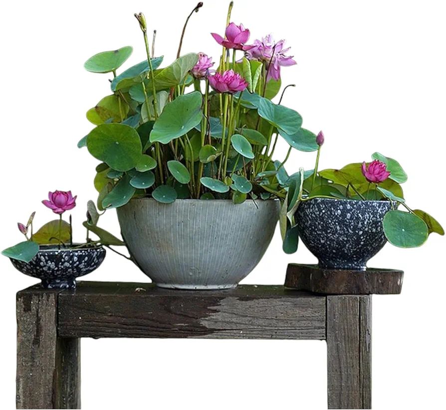 12pcs Mixed Pink, Red & Green Color Bowl Lotus Seeds for Planting Beautiful Water Plants for Indoor Bonsai, Outdoor Ponds