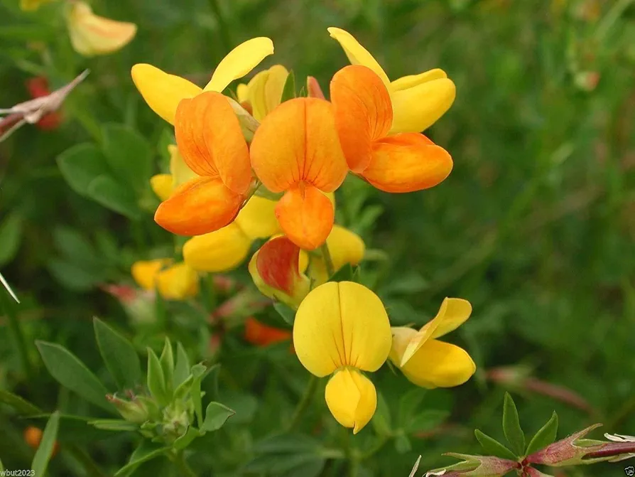 1 Oz Pack Birdsfoot Trefoil Seed(lotus Corniculatus~forage, Cover Crop, Green Manure, Pasture