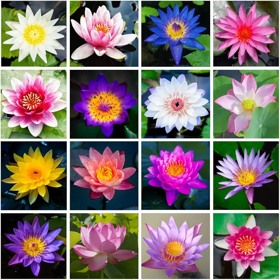 40Pcs Mixed Bowl Lotus Seeds for Planting, Non-GMO Lotus Flower Seeds, High Germination Rate Water Lily Seeds for Planting Home, Garden, Indoor, Outdoor