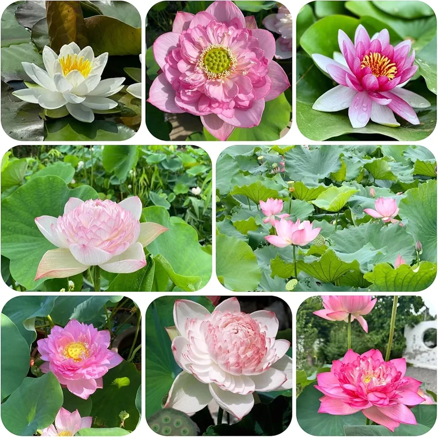 50 Pieces of Lotus Seeds, Indoor Lotus Seeds, Potted Lotus Seeds, Ornamental Plants, Various Lotus Flowers, Beautiful and Charming,50 PCS