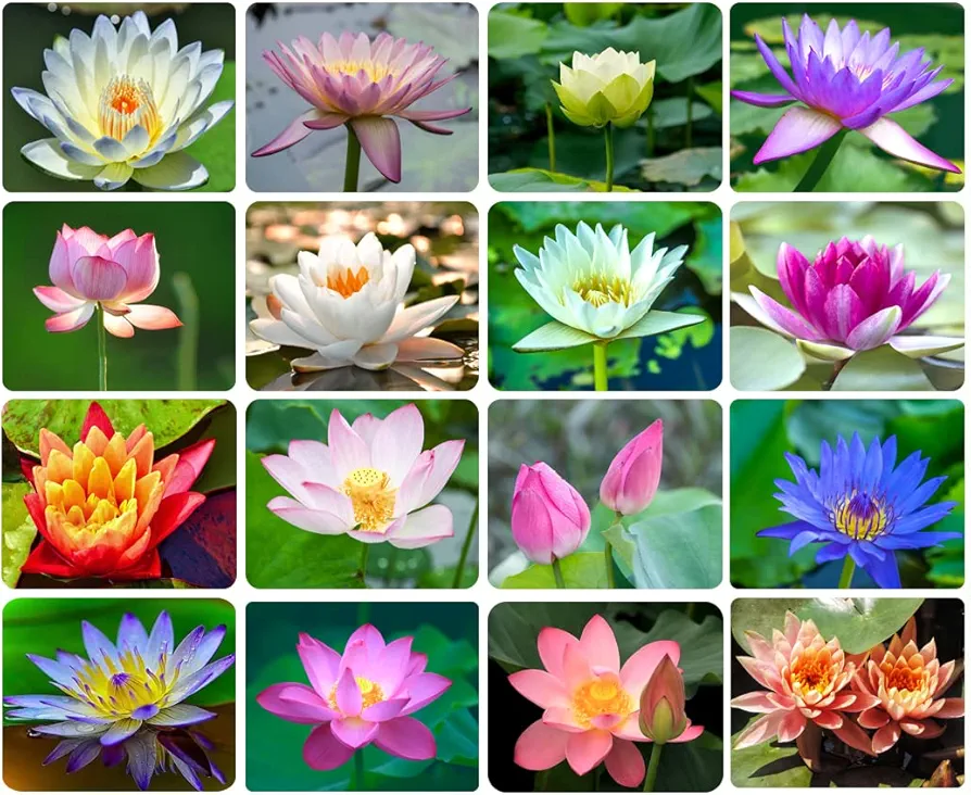 30PCS Bowl Lotus Seeds Bonsai Lotus Seeds for Planting Water Lily Flower Aquatic Plants Seeds Pond Plants Non GMO Home Garden Plant Seeds Flowering Aquatic Bonsai Plant (Nelumbo)