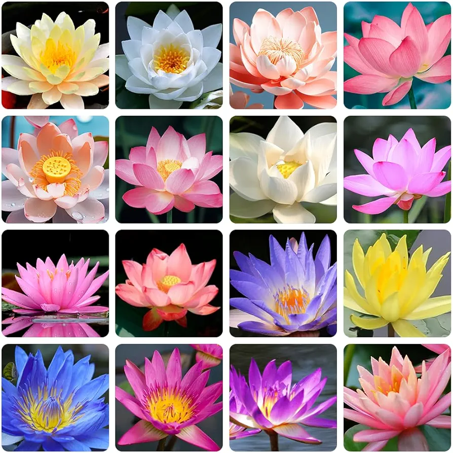 35+ Mixed Bowl Lotus Seeds, Lotus Seeds, Bonsai Lotus Seeds for Planting (Nelumbo), Water Lily Seeds, Can Purify Water and Air