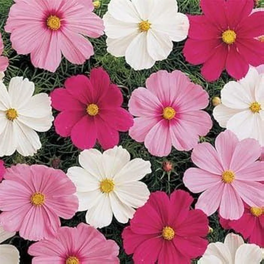 Outsidepride Sensation Mix Cosmos Bipinnatus Seeds - 1000pcs Annual, Drought-Tolerant, Self-Sowing, Mixed Flower Seeds for Planting Outdoors, Easy-Grow Pollinator Garden & Cut Flowers (AAS Winner)