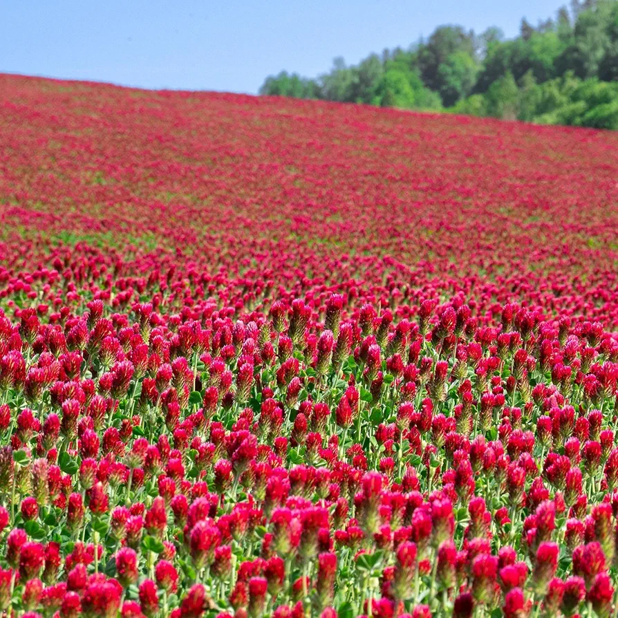 Crimson Clover Seeds - 1/4 lb ~11,600 Seeds - Legume Clover Seeds for Cover Crops, Wildlife Forage, Pasture, Hay, Pollinator Attractant, Green Manure, & More - Clover Seeds for Planting