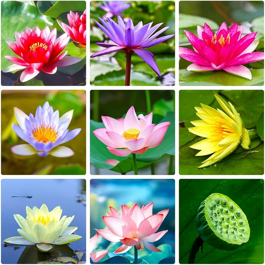 Lotus Seeds for Planting in Water 35 PCS Bowl Lotus Seeds Water Plants Pond Plants for Courtyard, Hotel, Goldfish Pond