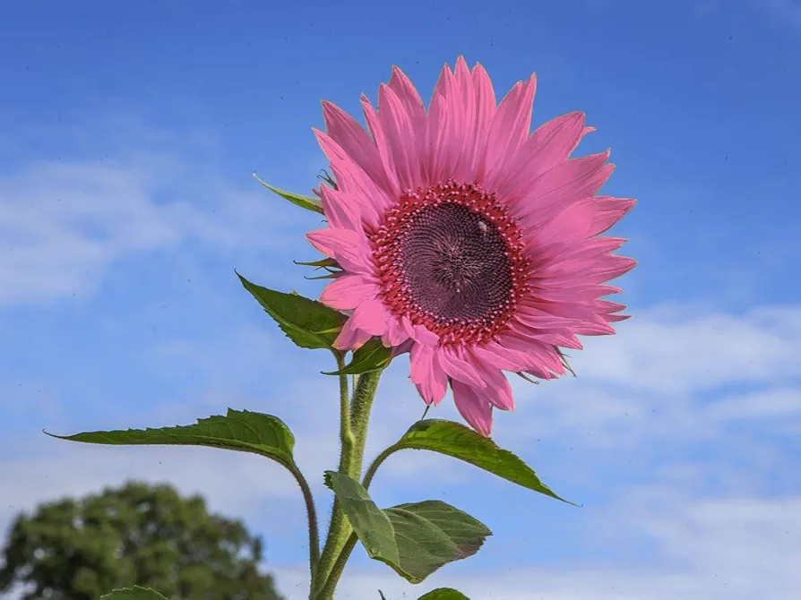 Iris Tectorum Rose Sunflower 50Pcs Pink Sunflower Seeds Pink Sunflower Seeds