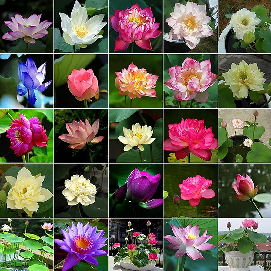 100 Pcs Mixed Bonsai Lotus Seeds,Water Lily Flower Plant Fresh Garden Seeds,Finest Viable Aquatic Water Features Seeds, Gardeners Choice!(Mixed Color)