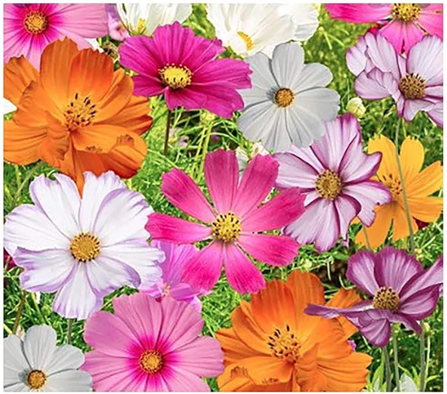 Cosmos Seeds in a Mixture of 11 Varieties - Long Blooming Period in All Zones - Easy to Grow