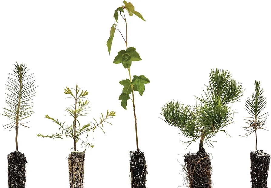 Bonsai Tree Bundle | Collection of 5 Live Tree Seedlings | The Jonsteen Company