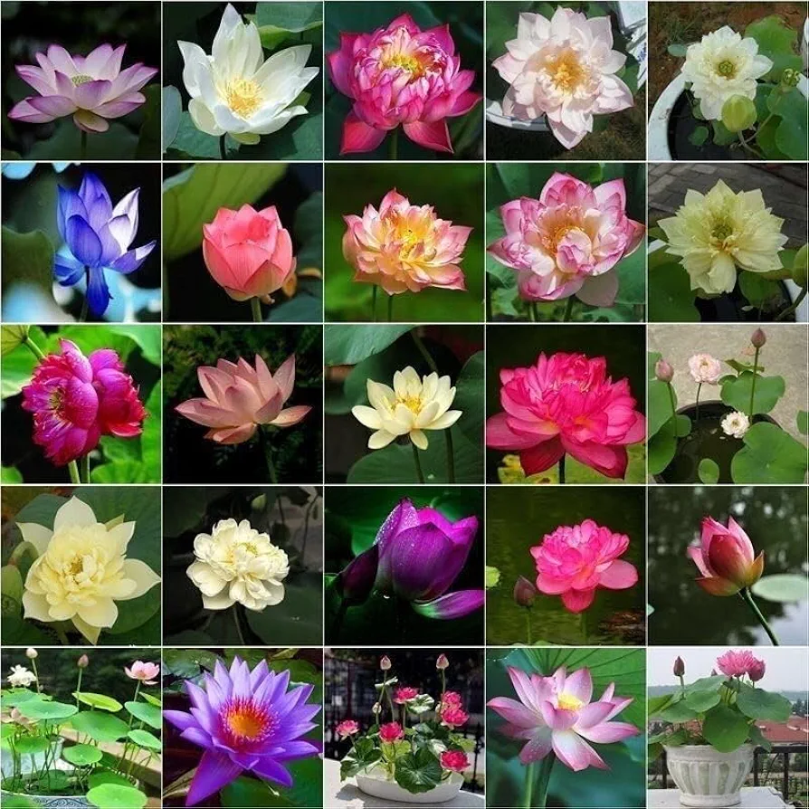 100PCS Bowl Lotus Plant Seeds, Lotus Seeds for Growing Home Garden, Hydroponic Decoration, Easy to Grow,100 pcs