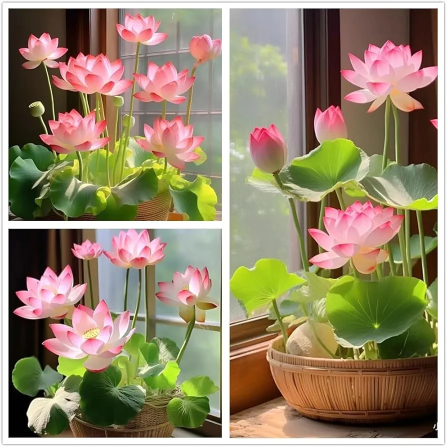 Lotus Flower Seeds, 32+ Bowl Lotus Seeds, Water Lily Seeds