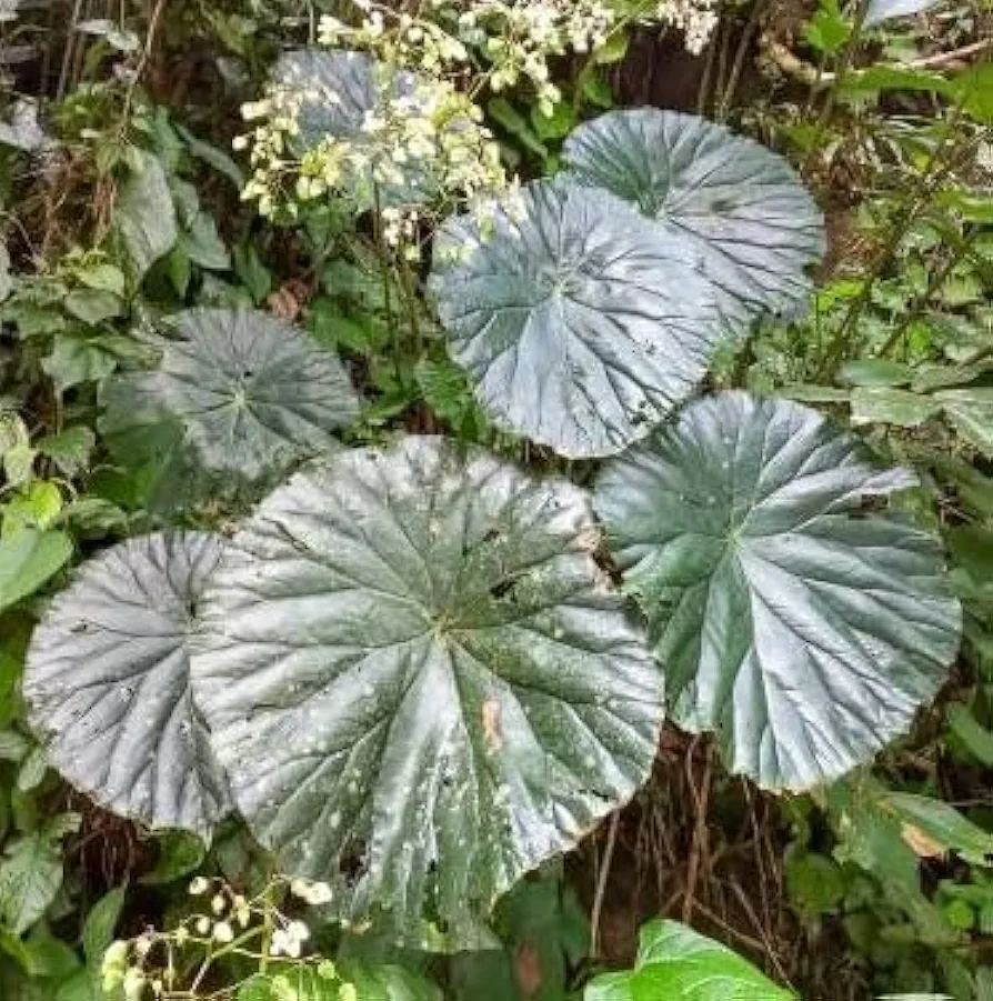 50 Lotus Leaf Begonia Seeds for Planting - Begonia nelumbiifolia