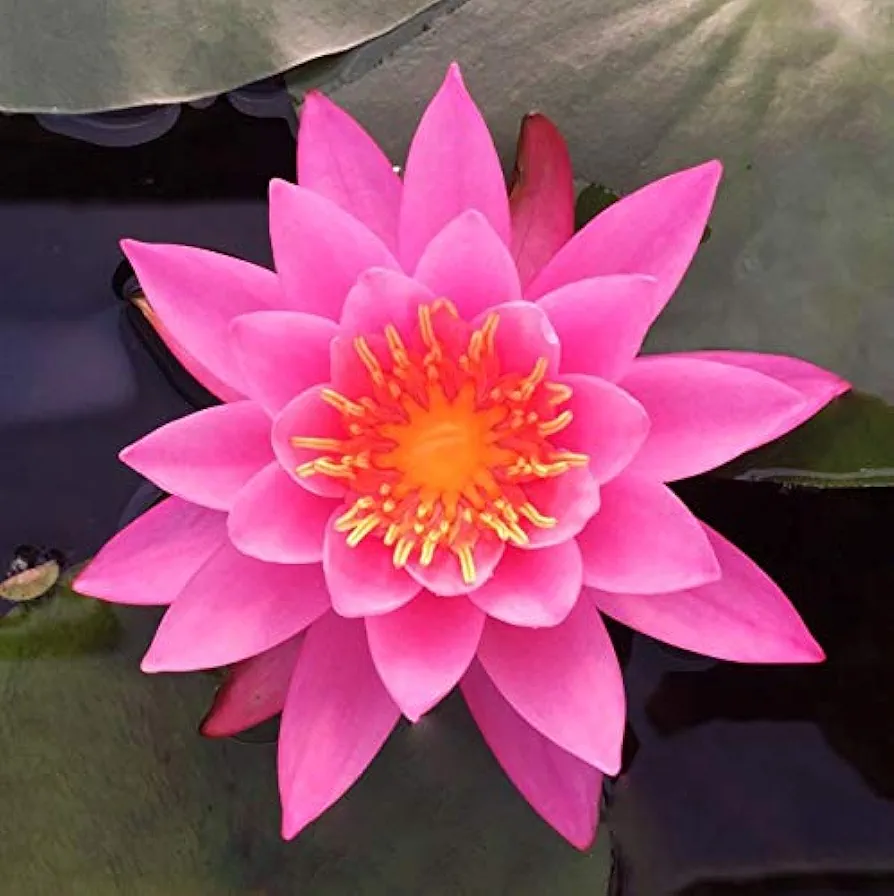 Live Water Lily Tubers | Pre-Grown Hardy Lily Rhizome in White, Pink, Red, Yellow, Orange, Purple (Pink)