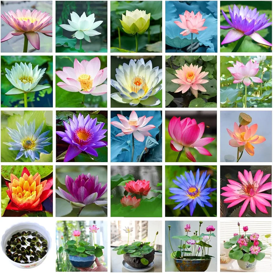 35pcs Mixed Bonsai Lotus Seeds for Planting Bowl Lotus Water Lily Flower Plant Fresh Seeds Aquatic Water Features Seeds Non GMO Heirloom (Nelumbo)