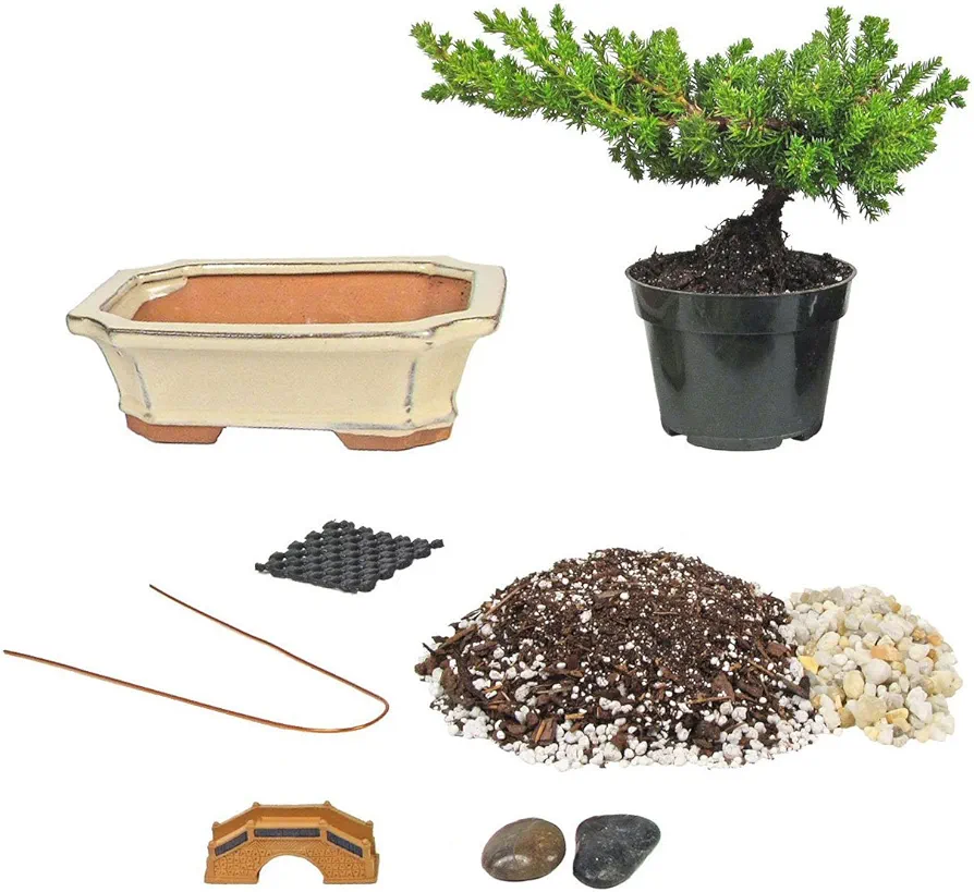 Eve's Bonsai Tree Starter Kit, Complete Do-It-Yourself Kit with 6 Year Old Japanese Juniper !!! Cannot Ship to CA California & HI Hawaii !!!