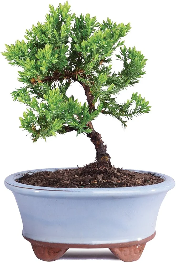 Brussel's Live Green Mound Juniper Outdoor Bonsai Tree - 3 Years Old; 4" to 6" Tall with Decorative Container - Not Sold in California