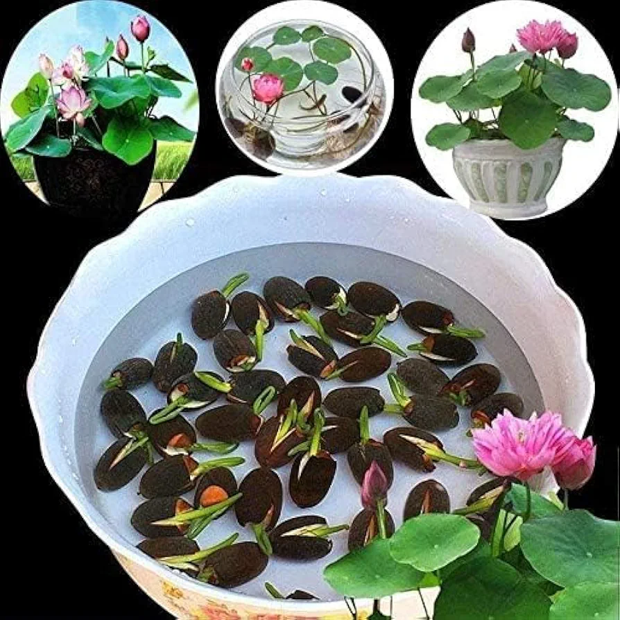 10pcs Pre-Sprouted Mixed Color Bonsai Bowl Lotus - Ideal Indoor and Outdoor Aquatic Plants, Ready to Thrive