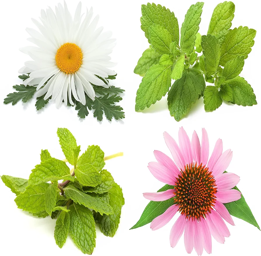 Herbal Tea Seeds Collection, 2000 Seeds, 4 Heirloom Non GMO Varieties, Chamomile, Lemon Balm, Mint, Purple Cone Flower.