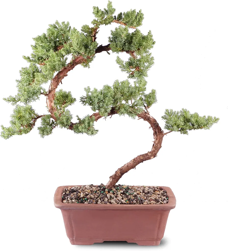 Brussel's Bonsai DT4002GMJ Outdoor Bonsai Tree, Green Mound Juniper, LARGE