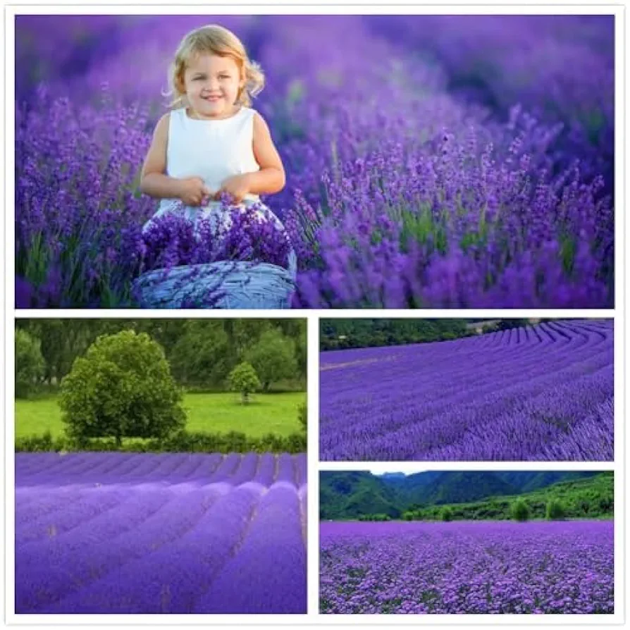 English Lavender Seeds for Planting Indoors or Outdoors,10000+ Seeds, Flower Seeds for Planting