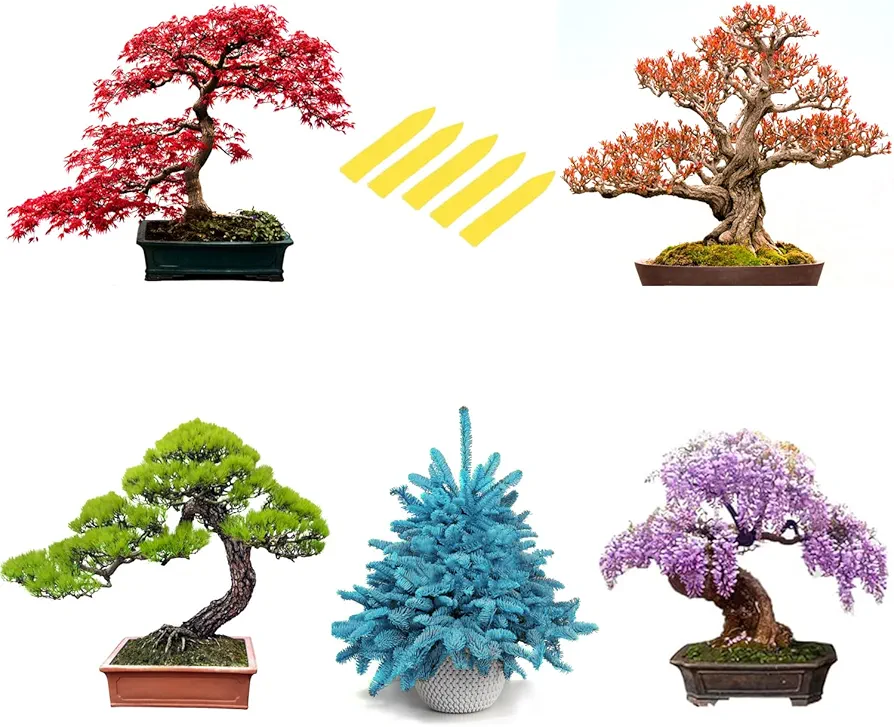 5 Types Bonsai Tree Kit, Wisteria, Black Pine, Blue Spruce, Red Maple Tree, Flame Tree, Bonsai Seeds for Indoor Outdoor Garden DIY, Plant Lover Highly Prized for Men and Women