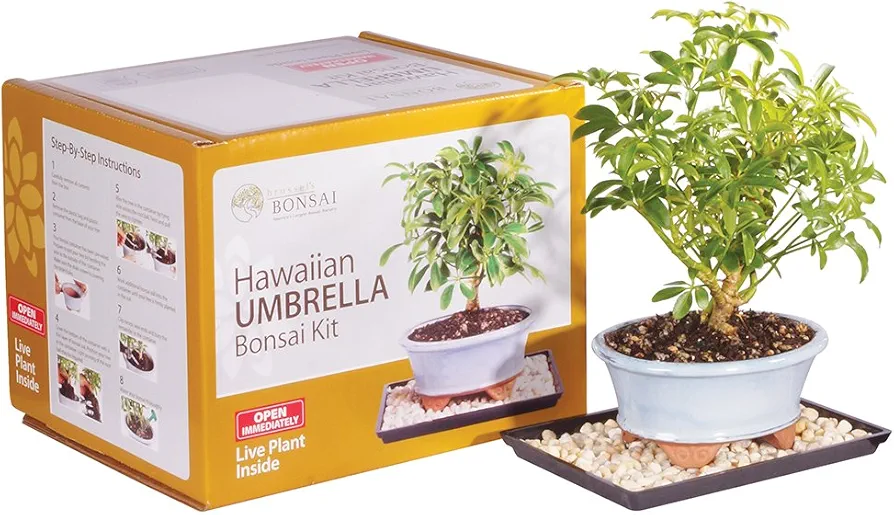 Brussel's Live Hawaiian Umbrella Indoor Bonsai Tree Kit - 3 Years, 8 to 10 in - Live Bonsai in Ceramic Bonsai Pot