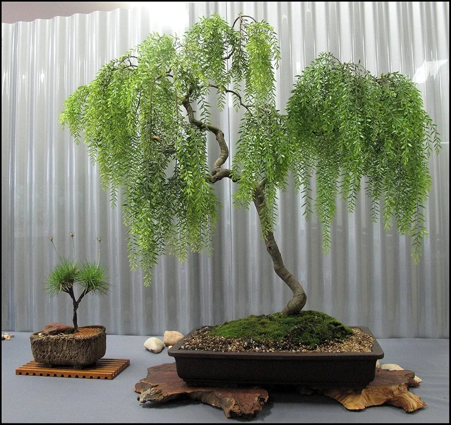 Live Dwarf Australian Weeping Willow Bonsai Tree - Fast Growing, Indoor/Outdoor Bonsai Material