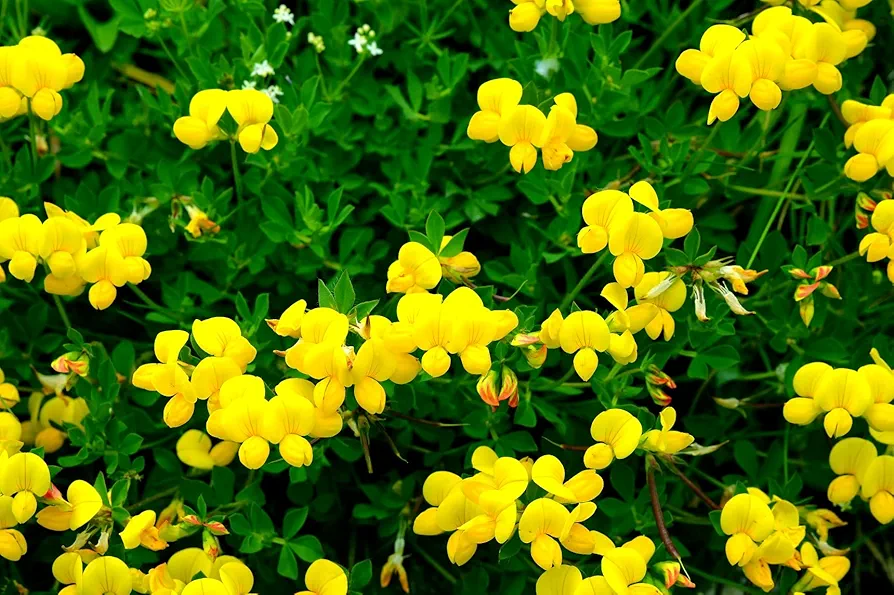 250+ Birdsfoot Deervetch, Yellow Trefoil Lotus Flower, Bird Feet Ground Cover Heirloom Seeds, Bulk Perennial Flower Seeds for Planting