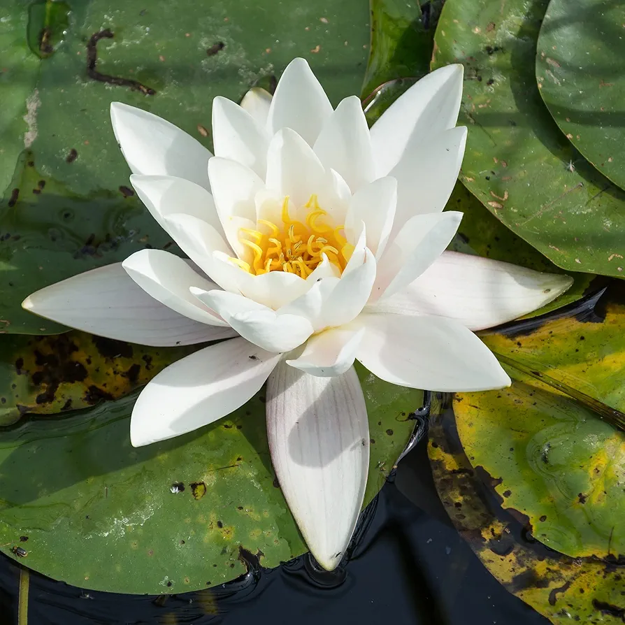 CHUXAY GARDEN White Nymphaeaceae Seeds,Water Lilies,European White Lily 10 Seeds Aquatic Plants Bonsai Bowl Lotus Seeds Decorative Pond Grows in Just Weeks