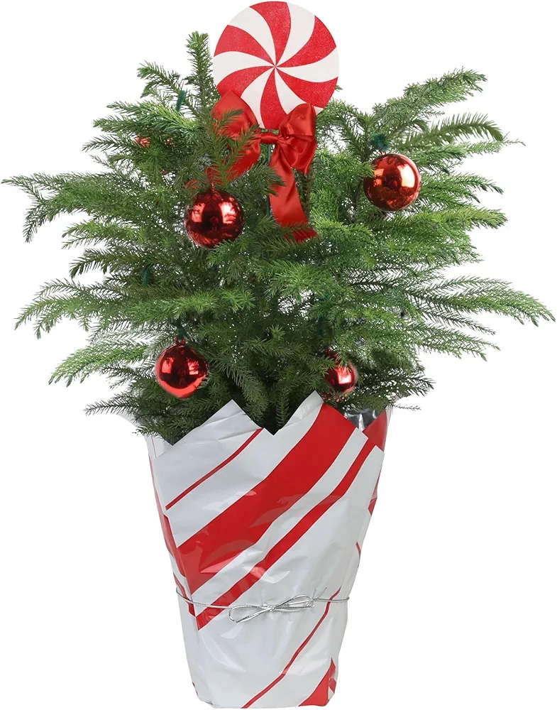 Costa Farms Live Christmas Tree, 18 to 20-Inches Tall, Decorated with Christmas Gift Wrap, Ornaments and Tree-Topper, Fresh From Our Farm