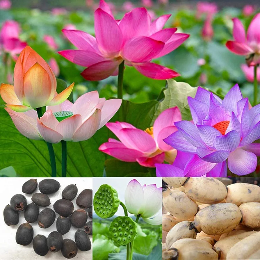 Lotus Root Seeds,40PCS Edible Plant Fruit Seed,Grow Beautiful Lotus Flowers and Roots for Home Garden,Organic Healthy Vegetable Seed