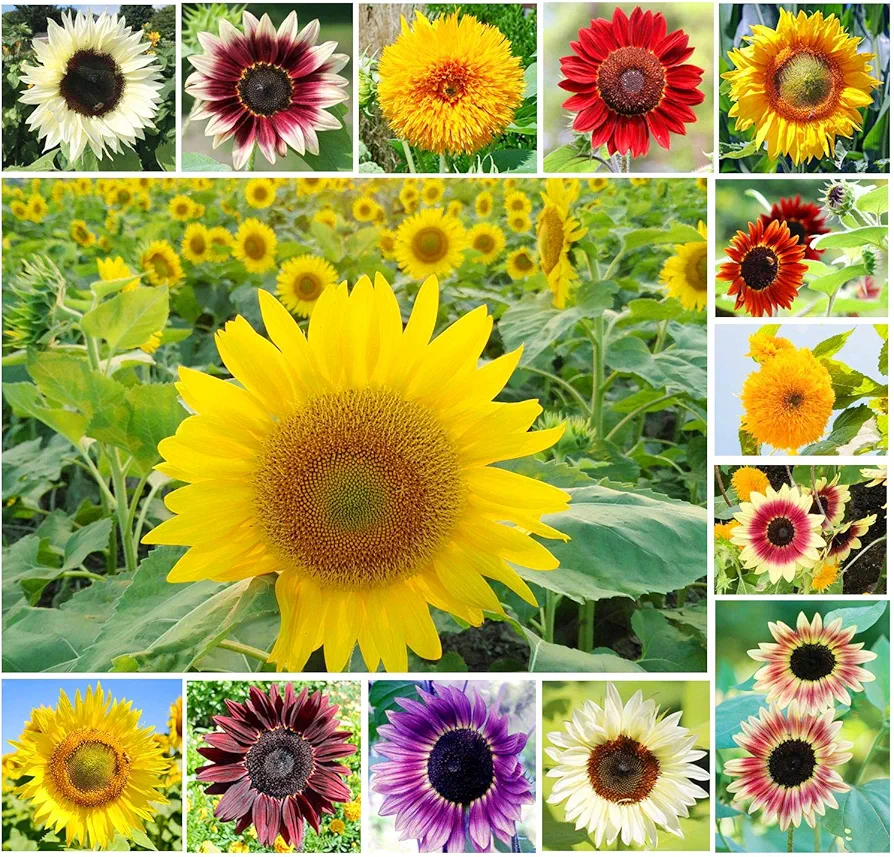 100+ Mix Color Sunflower Seeds for Planting Outdoors Home Garden Decor