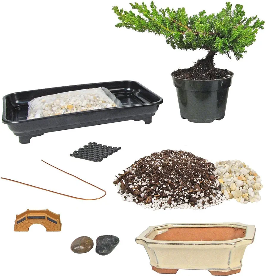 Eve's Deluxe Bonsai Tree Starter Kit, Complete Do-It-Yourself Kit with 6 Year Old Japanese Juniper !!! Cannot Ship to CA California & HI Hawaii !!!