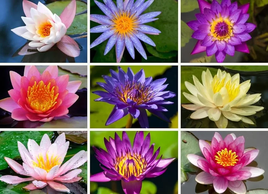 12 Lotus Seeds Bonsai Lotus Seeds for Planting, Water Lily Flower, Aquatic Plants Seeds, Pond Plants,Non-GMO Home Garden Plant Seeds, Flowering Aquatic Bonsai Plant (Nelumbo)